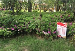 惠风和畅，春日暖阳洪大赣江城里的美景更多了！花园式的美景令人流连忘返大家快快走进来了解下吧！